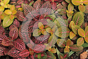 Colorful leaves of nerve plant