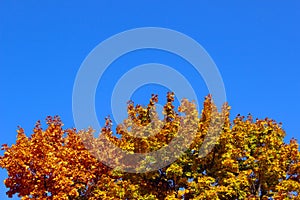 Colorful leaves over blue background. Abstract nature background with a lot of copy space for text.