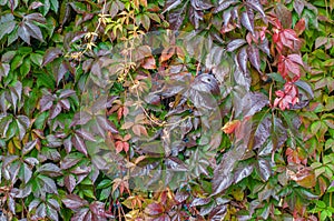 Colorful leaves of Parthenocissus Quinquefolia vine plant in autumn