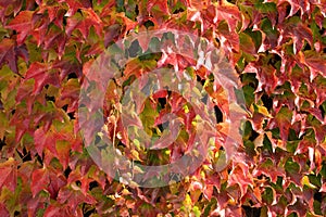 Colorful leaves of Parthenocissus tricuspidata (family Vitaceae) on a wall