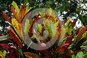 The colorful leaves of a Petra Croton plant.