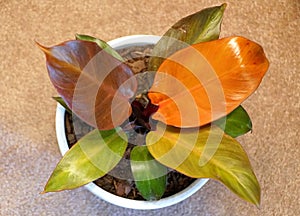 The colorful leaves of Philodendron McColley`s Finale