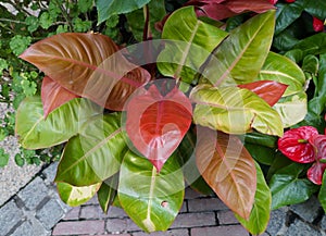 The colorful leaves of Philodendron Prince of Orange, a popular tropical indoor plant