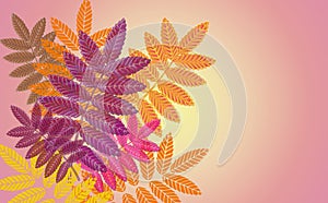 Colorful leaves on a plain background