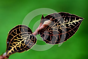 Colorful leaves of a plant found in morning side Sinharaja forest