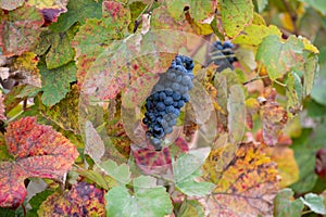 Colorful leaves and ripe black grapes on terraced vineyards of Douro river valley near Pinhao in autumn, Portugal