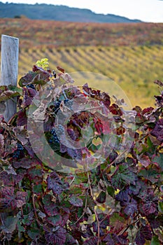 Colorful leaves and ripe black grapes on terraced vineyards of Douro river valley near Pinhao in autumn, Portugal