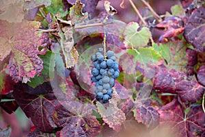 Colorful leaves and ripe black grapes on terraced vineyards of Douro river valley near Pinhao in autumn, Portugal