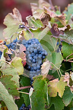 Colorful leaves and ripe black grapes on terraced vineyards of Douro river valley near Pinhao in autumn, Portugal