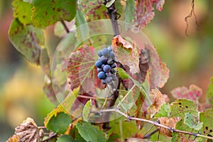 Colorful leaves and ripe black grapes on terraced vineyards of Douro river valley near Pinhao in autumn, Portugal