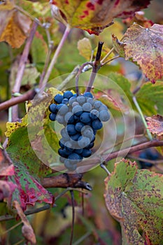 Colorful leaves and ripe black grapes on terraced vineyards of Douro river valley near Pinhao in autumn, Portugal