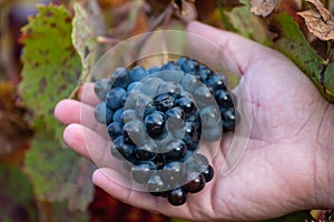 Colorful leaves and ripe black grapes on terraced vineyards of Douro river valley near Pinhao in autumn, Portugal