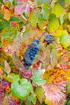 Colorful leaves and ripe black grapes on terraced vineyards of Douro river valley near Pinhao in autumn, Portugal