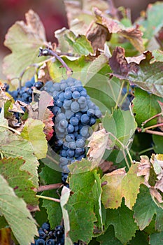 Colorful leaves and ripe black grapes on terraced vineyards of Douro river valley near Pinhao in autumn, Portugal