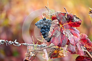 Colorful leaves and ripe black grapes on terraced vineyards of Douro river valley near Pinhao in autumn, Portugal