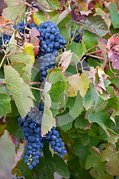 Colorful leaves and ripe black grapes on terraced vineyards of Douro river valley near Pinhao in autumn, Portugal