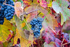 Colorful leaves and ripe black grapes on terraced vineyards of Douro river valley near Pinhao in autumn, Portugal