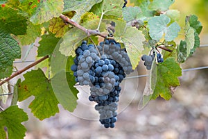 Colorful leaves and ripe black grapes on terraced vineyards of Douro river valley near Pinhao in autumn, Portugal