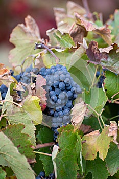 Colorful leaves and ripe black grapes on terraced vineyards of Douro river valley near Pinhao in autumn, Portugal