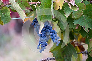 Colorful leaves and ripe black grapes on terraced vineyards of Douro river valley near Pinhao in autumn, Portugal