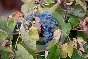 Colorful leaves and ripe black grapes on terraced vineyards of Douro river valley near Pinhao in autumn, Portugal