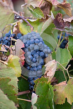 Colorful leaves and ripe black grapes on terraced vineyards of Douro river valley near Pinhao in autumn, Portugal