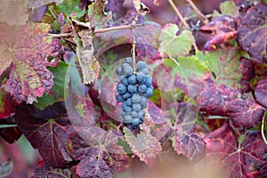 Colorful leaves and ripe black grapes on terraced vineyards of Douro river valley near Pinhao in autumn, Portugal