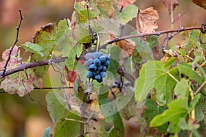 Colorful leaves and ripe black grapes on terraced vineyards of Douro river valley near Pinhao in autumn, Portugal