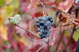 Colorful leaves and ripe black grapes on terraced vineyards of Douro river valley near Pinhao in autumn, Portugal photo