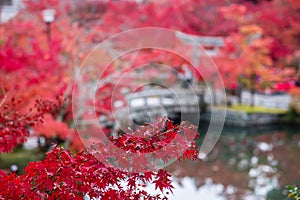 Colorful leaves and scenery Stone bridge and pond background in Eikando temple, beautiful nature garden in Autumn foliage season,