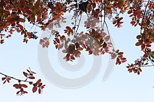 Colorful Leaves spred out from bottom view of tree photo