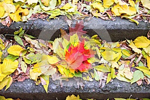 Colorful leaves on the steps of staircase