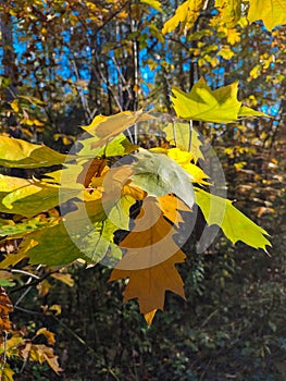 colorful leaves in the sun rays vertically