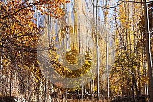 Colorful leaves of trees in autumn season in hunza