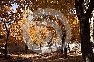 Colorful leaves of trees in autumn season in hunza