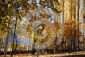 Colorful leaves of trees in autumn season in Khaplu