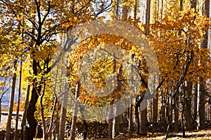 Colorful leaves of trees in autumn season in Khaplu