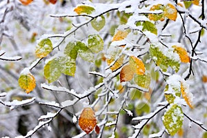 Colorful leaves of the trees from mountain forest are covered with snow at the beginning of winter.