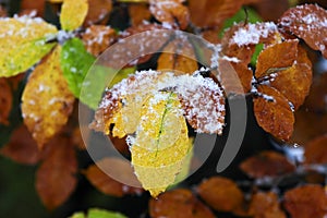 Colorful leaves of the trees from mountain forest are covered with snow at the beginning of winter.