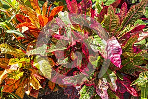 Colorful leaves of tropical plants.