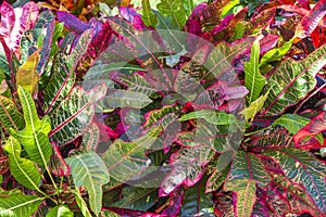 Colorful leaves of tropical plants.