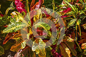 Colorful leaves of tropical plants.