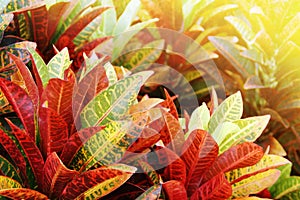 Colorful Leaves of Variegated Laurel, Croton Plant in the Garden