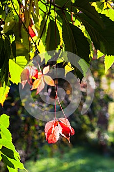 Colorful leaves of Virginia creeper in autumn