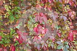 Colorful leaves Wild grape bush Autumn time Part of a red leaf