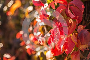 Colorful leaves of wild grapes