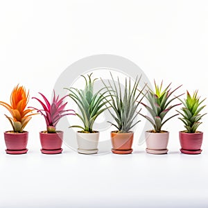 Colorful Lensbaby Optics: Nine Small Air Plants In Vibrant Pots photo