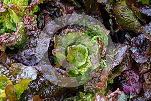 Colorful lettuce leaf background