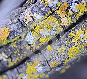 Colorful Lichen