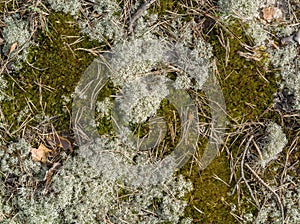 Colorful lichen colony on rock surface. illustration for symbiosis or natural abstract background.